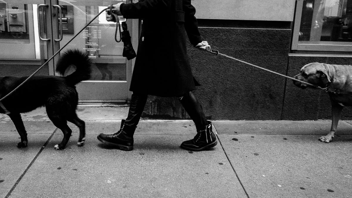 Candid NYC street photograph of two dogs crossing paths with their walkers